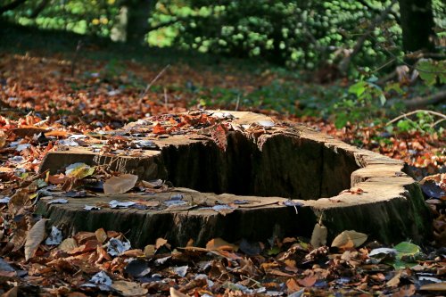 Otterton hollow tree