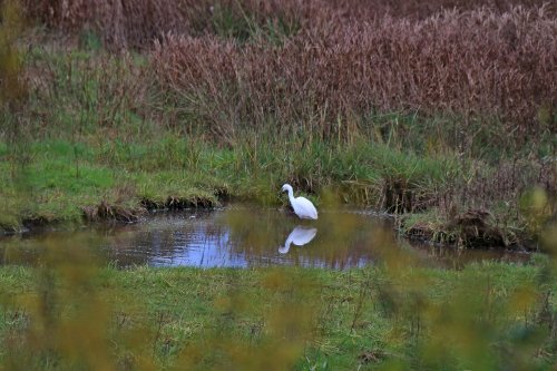 Budleigh egret