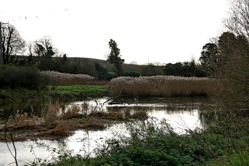 River Otter at Budleigh