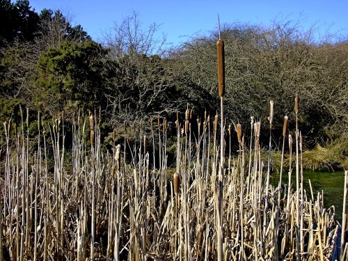 Tanfield bullrush