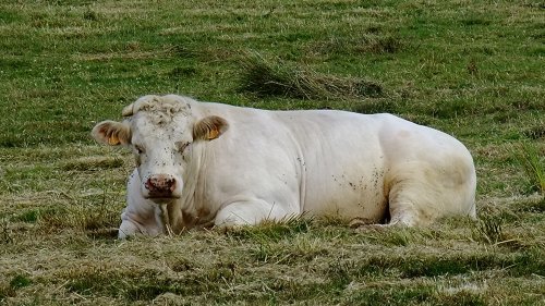 Budleigh bull