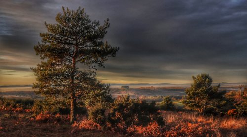 Early Morning, Ashdown Forest
