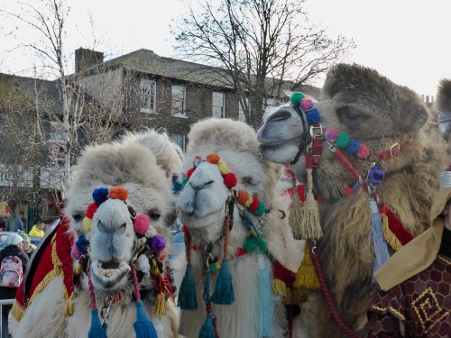 Three Wise Camels in Gravesend Town
