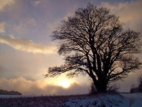 Tree in snow in Tanfield