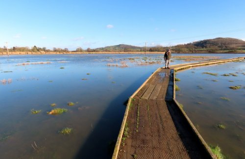 Wetlands