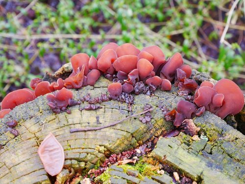 Fungus on a dead tree, Hinchingbrooke Country Park, Huntingdon