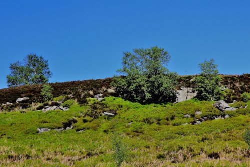 Bradfield Moors