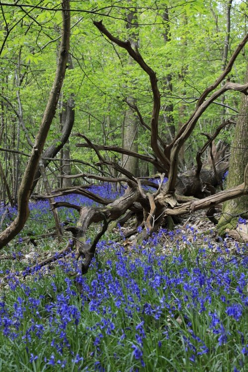 Bluebells in Cookhams Wood near Crowborough, East Sussex