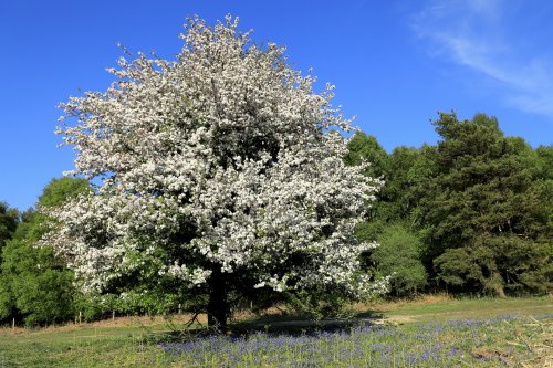 Crab Apple Tree, Bunkers Hill, Ashdown Forest, East Sussex