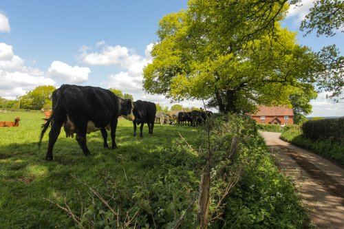 Kent country lane and hedgrows