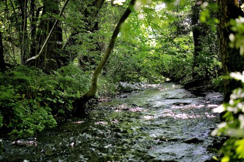 River Wheeler at Afon wen