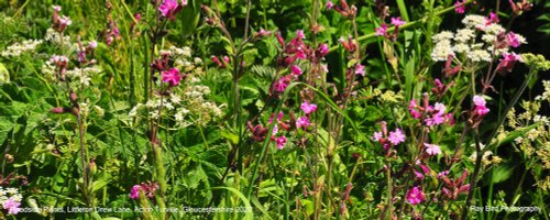 Roadside Plants, Littleton Drew Lane, Acton Turville, Gloucestershire 2020