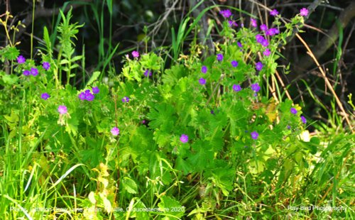 Plants, Littleton Drew Lane, Acton Turville, Gloucestershire 2020