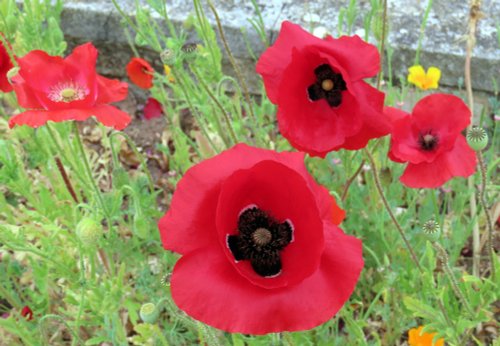 Poppies