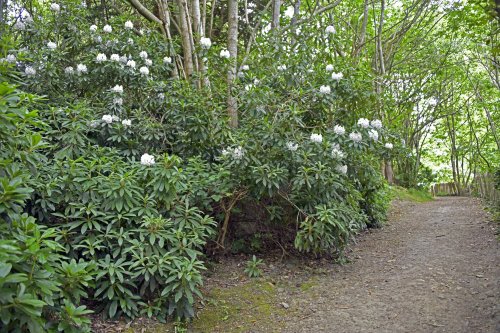 Riverhill Gardens, woodland walk