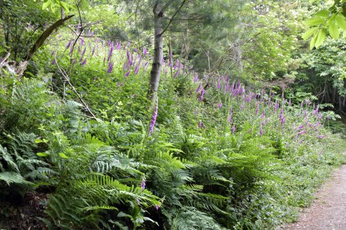 Riverhill Gardens, woodland walk