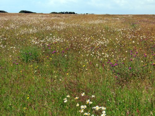 wild flower field