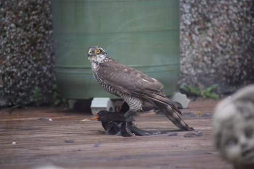 Sparrowhawk catches blackbird in St Stephen, Cornwall.