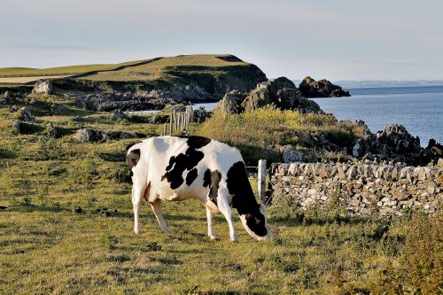 Freesian Cattle Isle of Whithorn