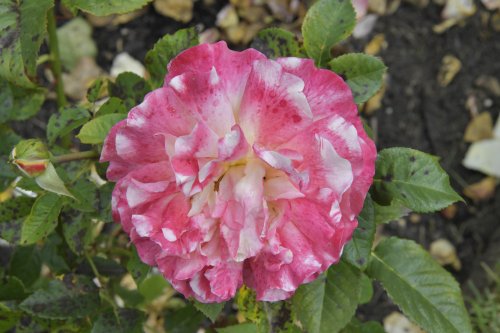 Hever Castle Rose Garden