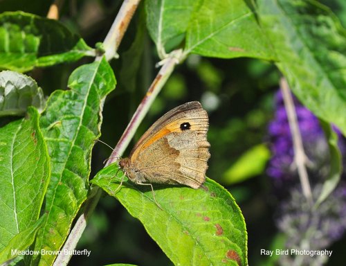 Meadow Brown Butterfly, Acton Turville, Gloucestershire 2020