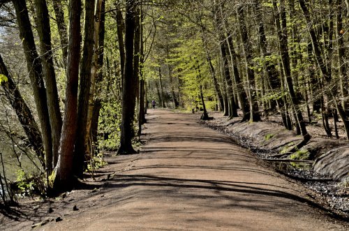 Woodland at Newmillerdam