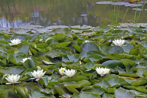 Godinton House Wild Garden Pond, Great Chart