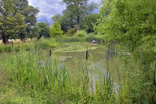 Godinton House Wild Garden Pond, Great Chart