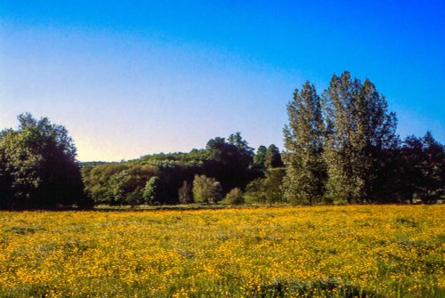 Frensham Common