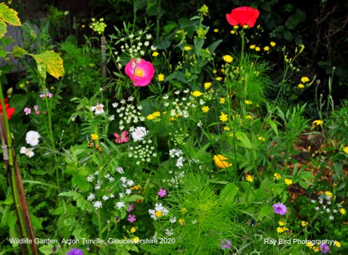 Wildlife Flower Garden, Acton Turville, Gloucestershire 2020.
