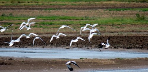 Steart Marshes