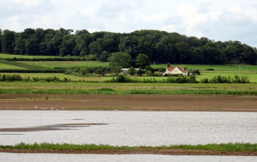 Steart Marshes