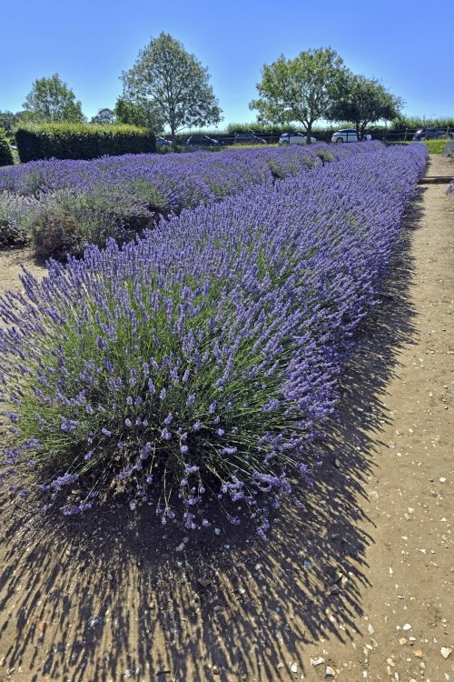 Norfolk Lavender