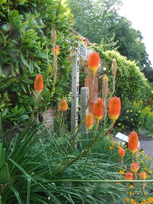 Bicton flowers