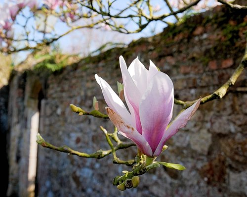 Flower in a garden, near Ely Cathedral