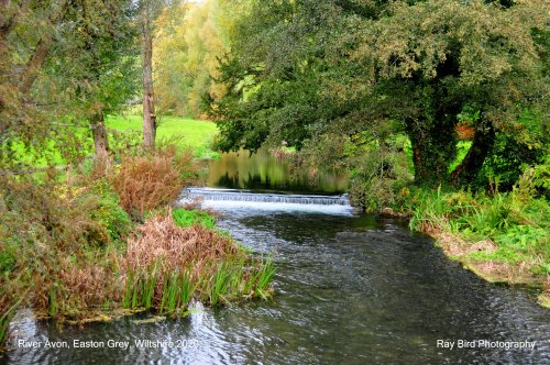 River Avon, Easton Grey, Wiltshire 2020