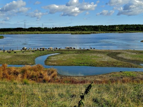 RSPB Old Moor