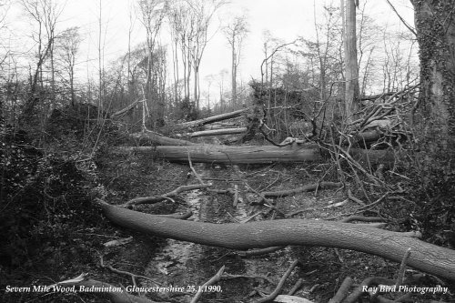 Gale Force Wind Damage, Badminton, Gloucestershire 1990