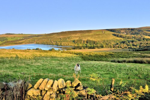 Strines Reservoir with Ram