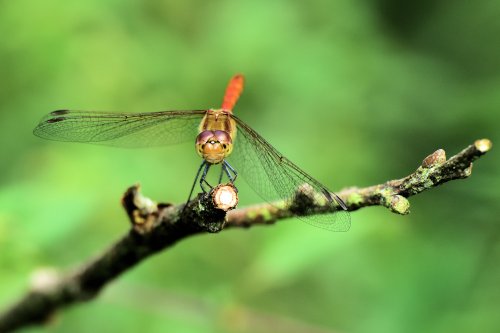 Teneral Male Ruddy Darter (Sympetrum Sanguineum) Head On in Whiteley Woods