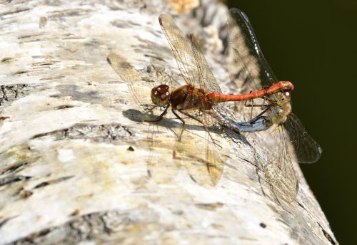 Common Darters (Sympetrum Striotatum) Mating at Whiteley Lake