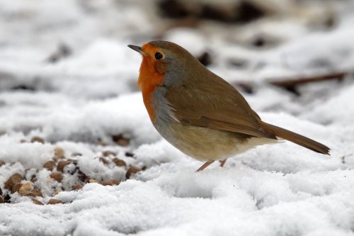 Robin the the snow