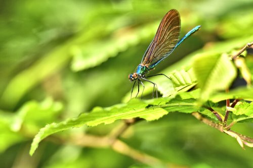 Beautiful Demoiselle (Calopterix Virgo) Male in Whiteley Woods