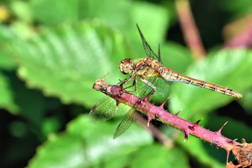 Common Darter (Sympetrum Striolatum) Semi-mature Female on a Bramble in Whiteley Woods