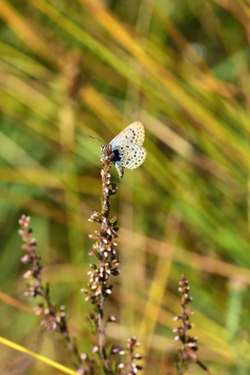 Silver-studded Blue (Plebejus Argus) Male on Sorrel at Thursley Common