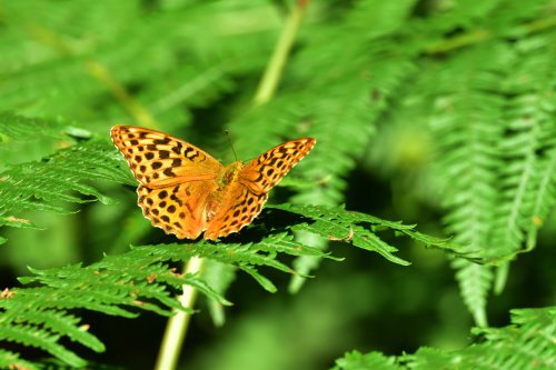 Dark Green Fritillary (Speyaria Aglaja) Male in Whiteley Woods