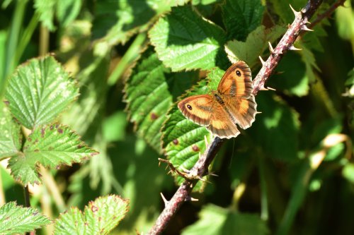 Gatekeeper (Pyronia Tithonus) in Whiteley Woods