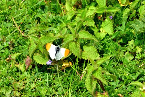 Orange-tip (Anthocharis Cardamines) Male in Whiteley Woods