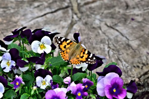 Painted Lady (Vanessa Cardui) in Whiteley Village