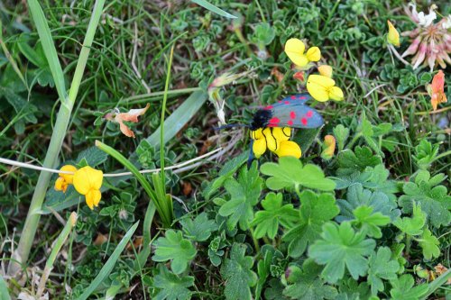 6 spot Burnet Moth in Whiteley Woods